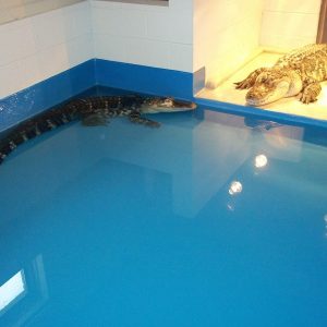 waterproof waterproof